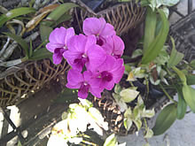 BlackBerry Torch 9800 - แบล็คเบอร์รี่ Torch 9800