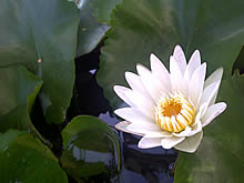 BlackBerry Torch 9800 - แบล็คเบอร์รี่ Torch 9800