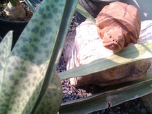 Acer Liquid Metal - เอเซอร์ Liquid Metal