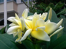 OPPO A2019 Soulide - ออปโป้ A2019