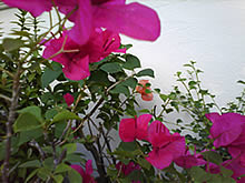 Philips Xenium F511 - ฟิลิปส์ Xenium F511