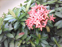 Philips Xenium F511 - ฟิลิปส์ Xenium F511