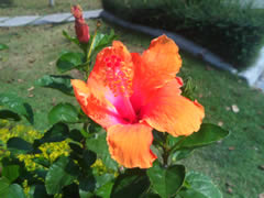 ASUS P565 - อัสซุส