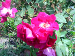 ASUS P565 - อัสซุส