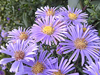 MWg Zinc II - โมบาย แอนด์ ไวเลส กรุ๊ป 