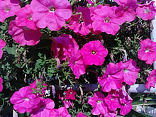 Spriiing Smile - สปริง สไมล์